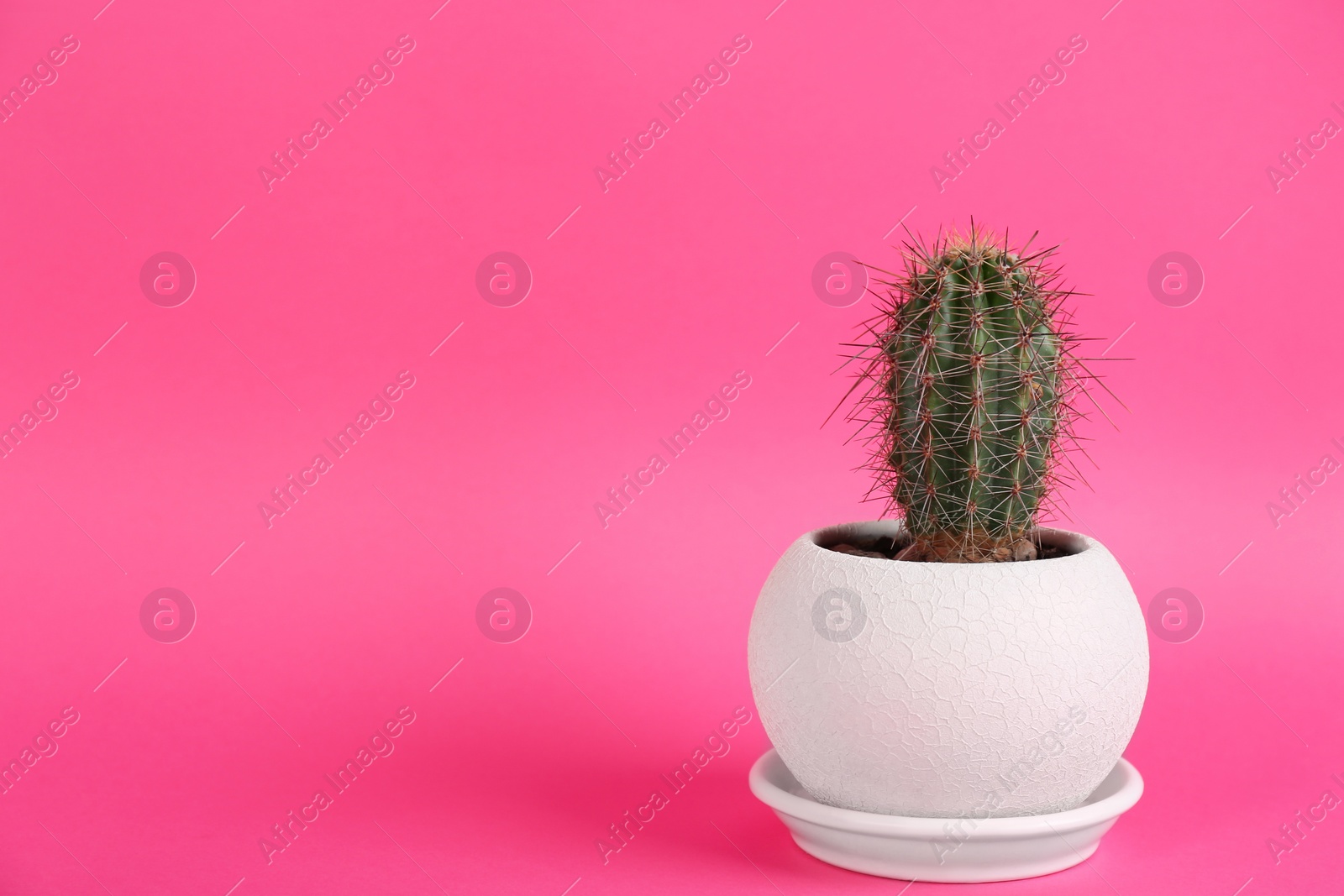 Photo of Potted cactus on pink background, space for text