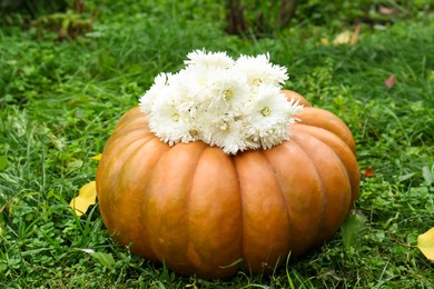 Photo of Pumpkin with beautiful chrysanthemum flowers on green grass outdoors
