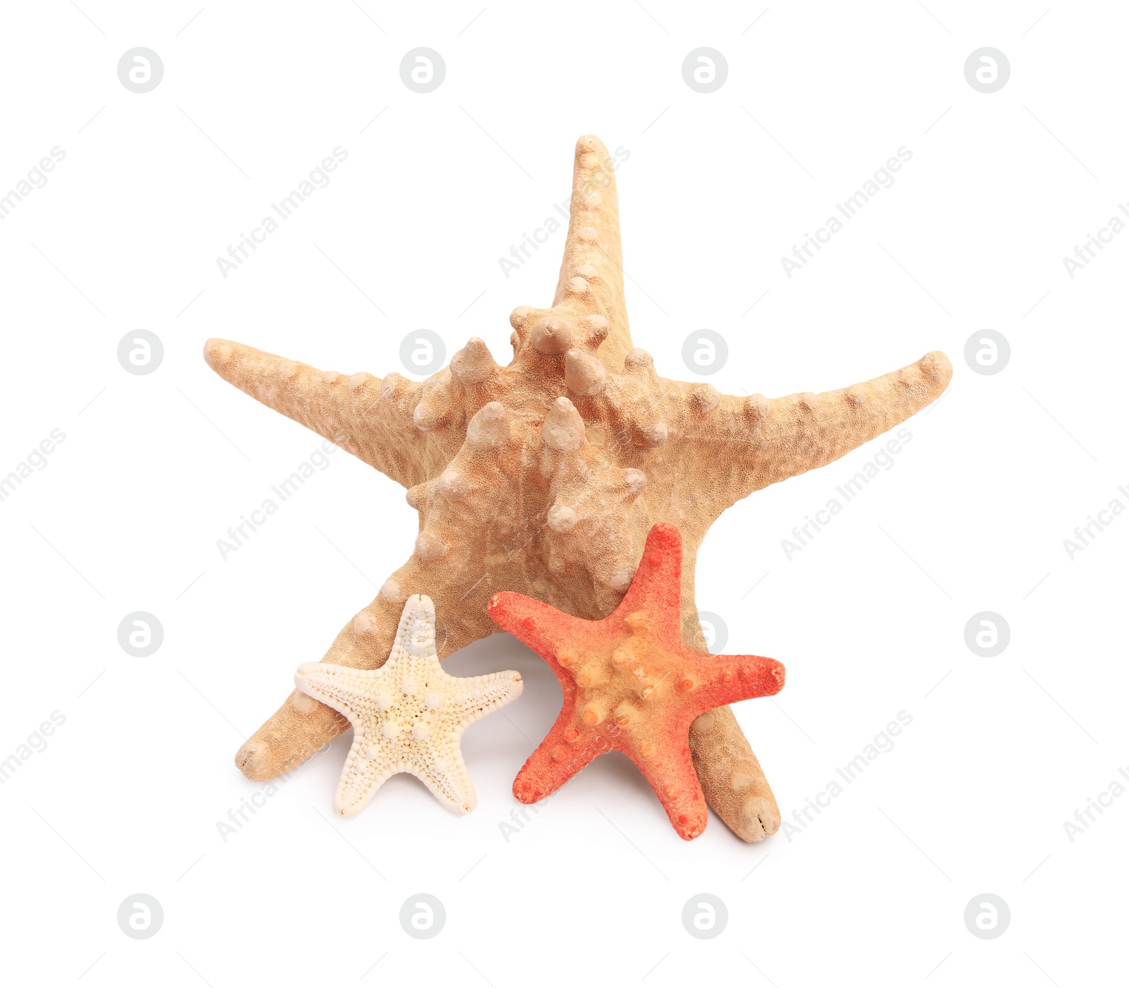 Photo of Many beautiful sea stars (starfishes) isolated on white