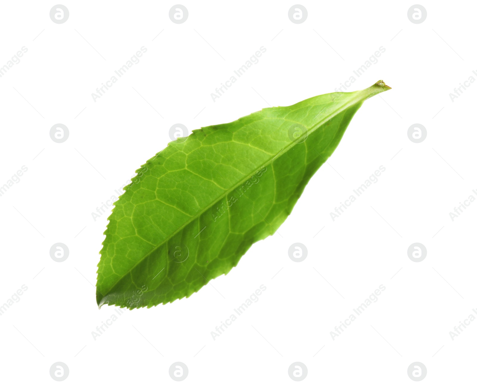 Photo of Fresh green tea leaf isolated on white