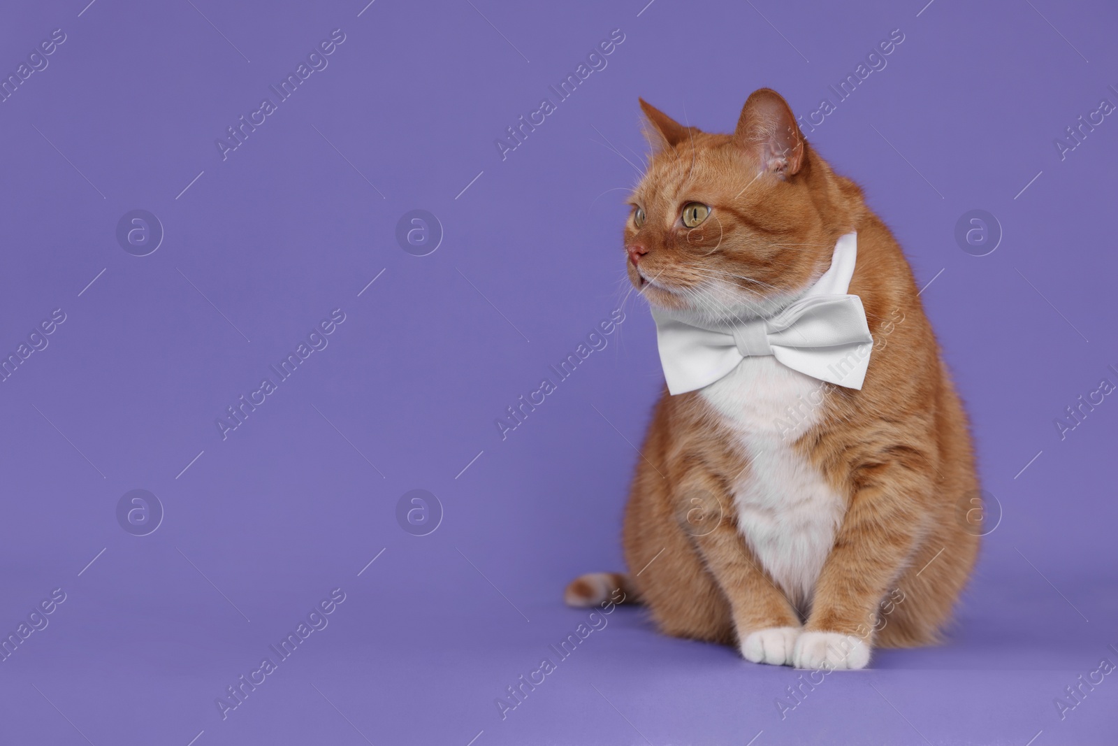 Photo of Cute cat with bow tie on lilac background, space for text