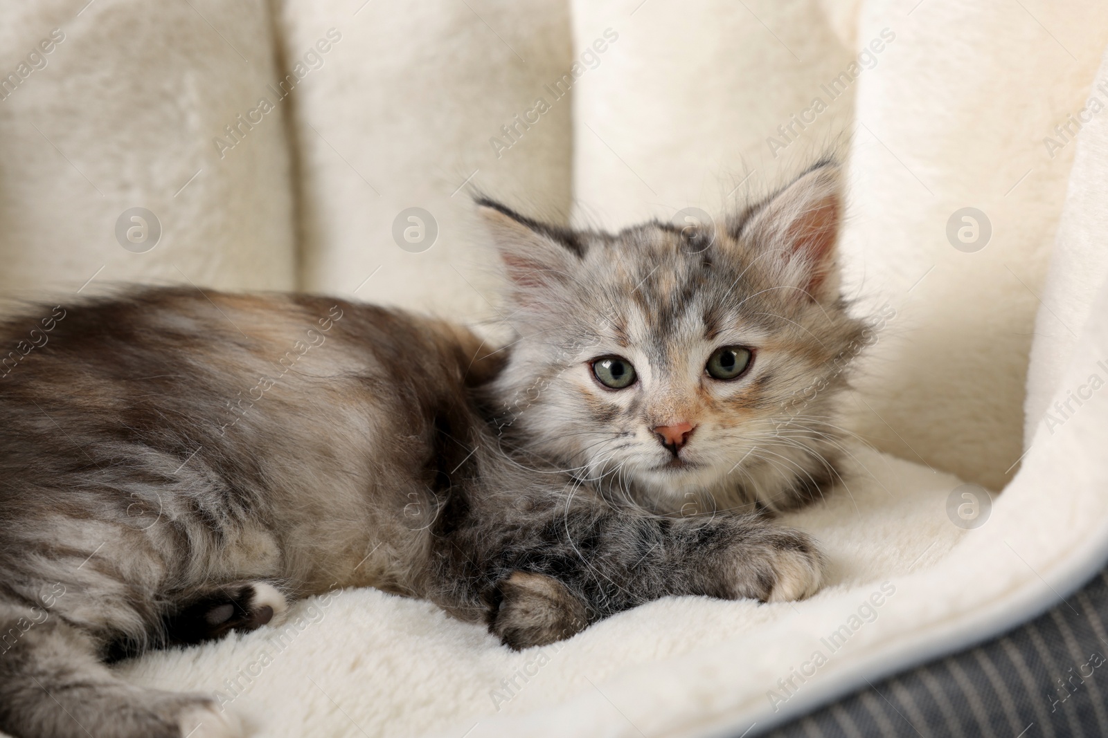 Photo of Cute fluffy kitten resting on pet bed
