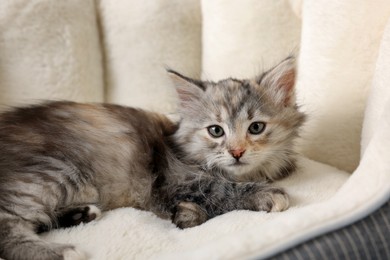 Cute fluffy kitten resting on pet bed