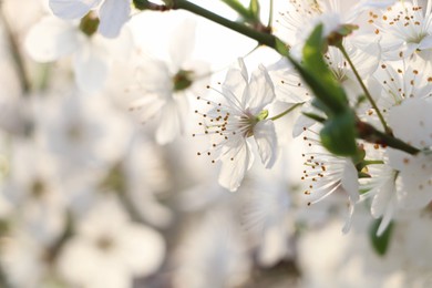 Cherry tree with white blossoms on blurred background, closeup. Spring season