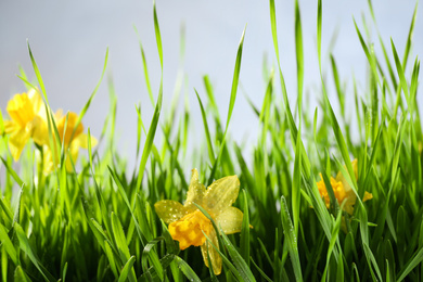 Photo of Bright spring grass and daffodils with dew on grey background