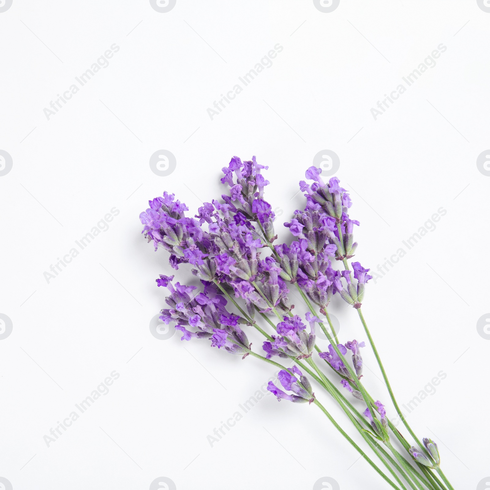 Photo of Beautiful blooming lavender flowers on white background