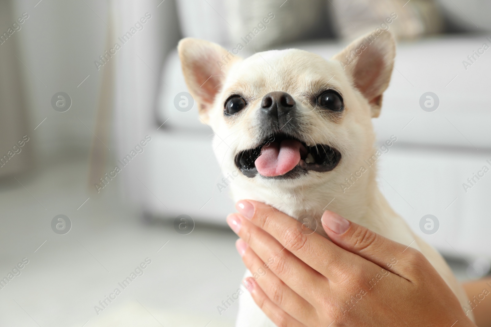 Photo of Young woman with adorable Toy Terrier indoors, closeup. Domestic dog