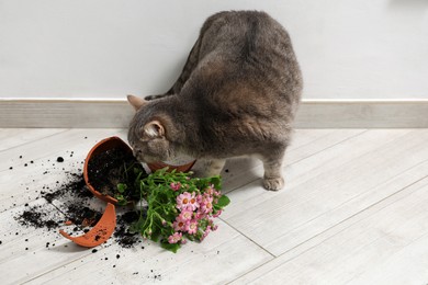 Photo of Cute cat and broken flower pot with cineraria plant on floor indoors