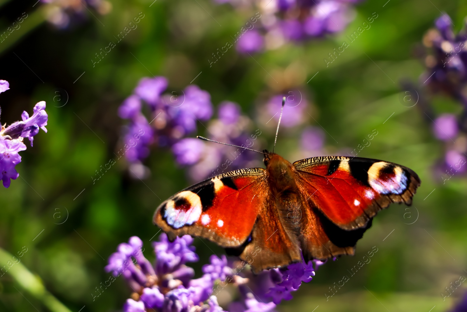 Photo of Beautiful butterfly in lavender field on summer day, closeup. Space for text