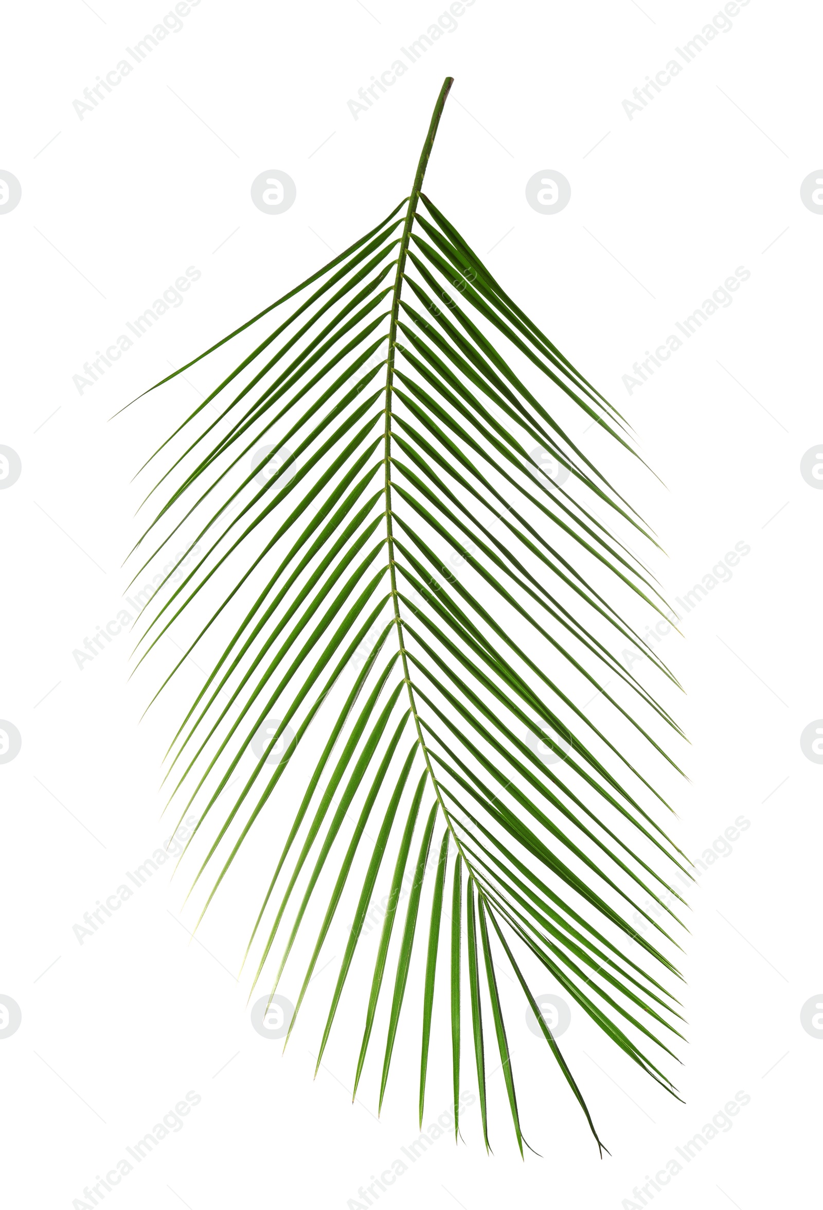 Photo of Beautiful lush tropical leaf isolated on white