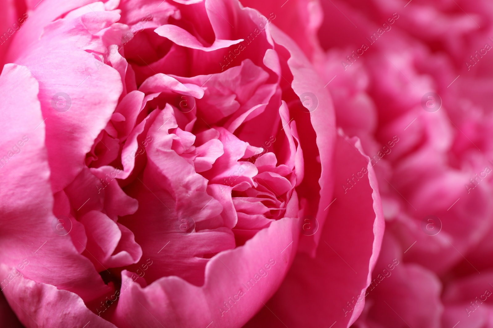 Photo of Beautiful pink peony on blurred background, closeup