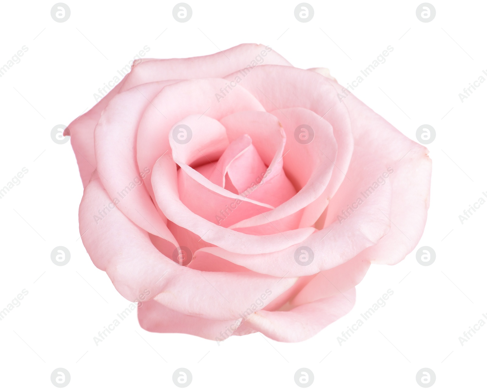 Photo of Blooming pink rose isolated on white. Beautiful flower