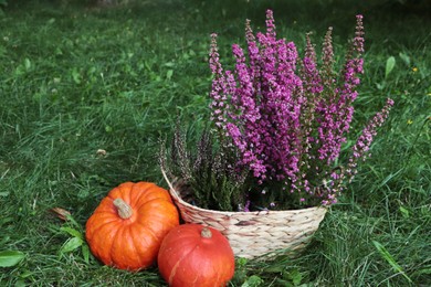 Wicker basket with beautiful heather flowers and pumpkins on green grass outdoors