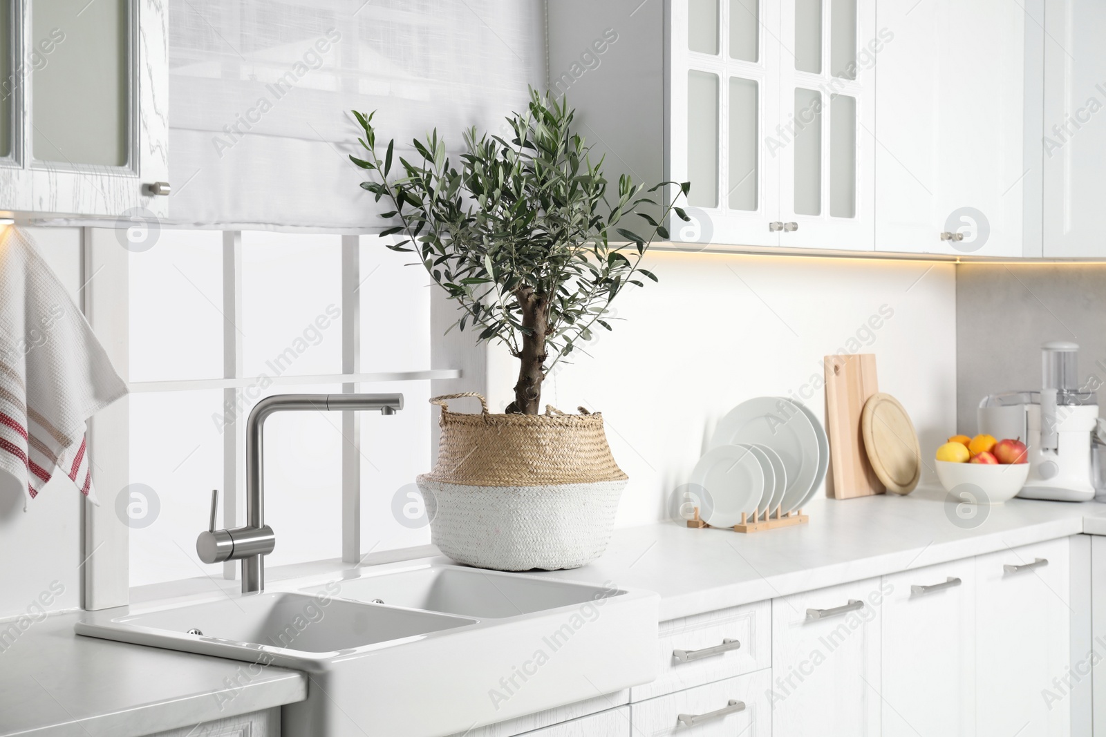 Photo of Beautiful potted olive tree on white countertop in stylish kitchen