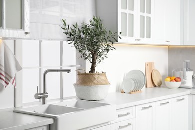 Beautiful potted olive tree on white countertop in stylish kitchen