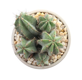 Photo of Beautiful cactus on white background, top view