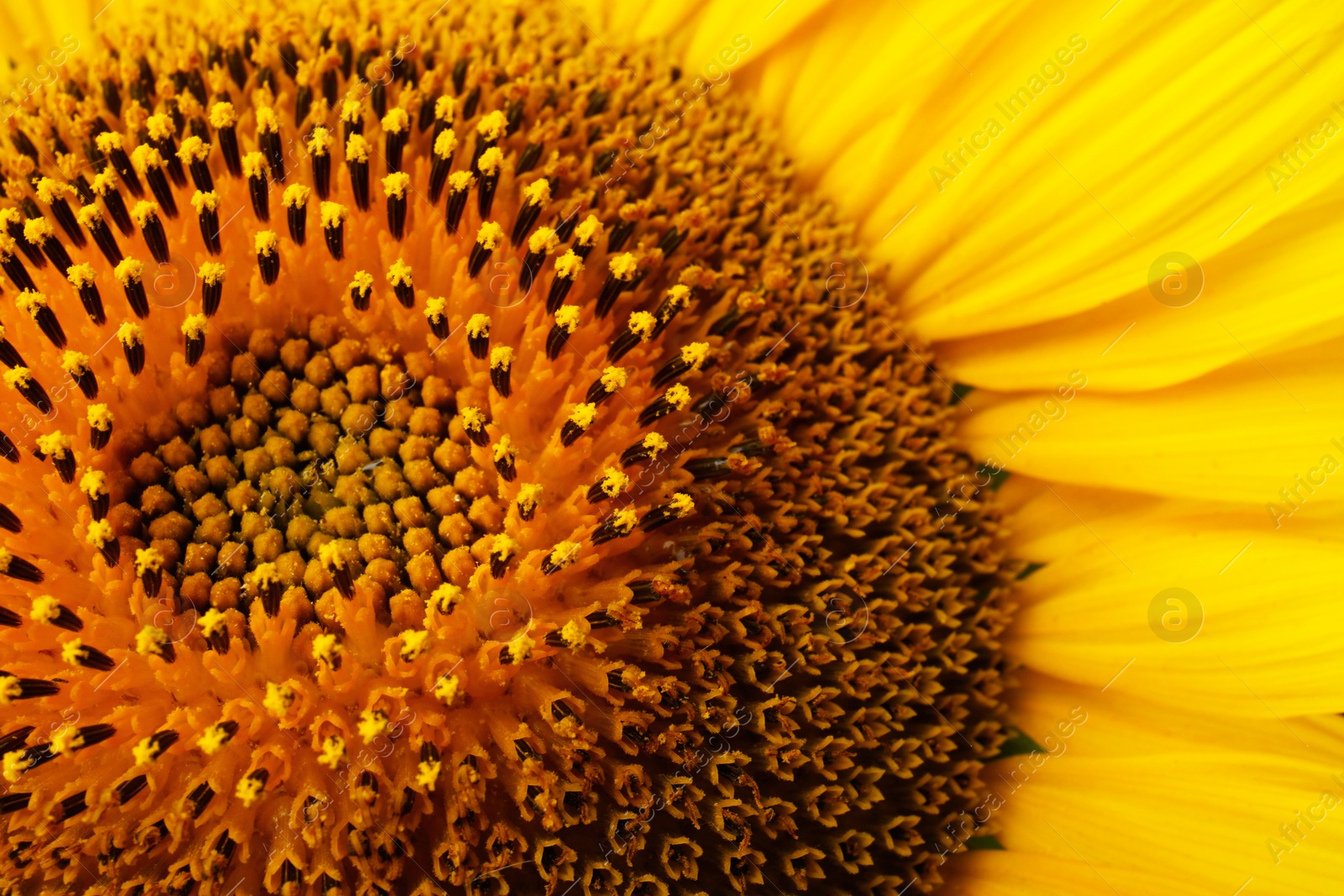 Photo of Beautiful bright yellow sunflower as background, closeup