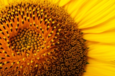 Photo of Beautiful bright yellow sunflower as background, closeup