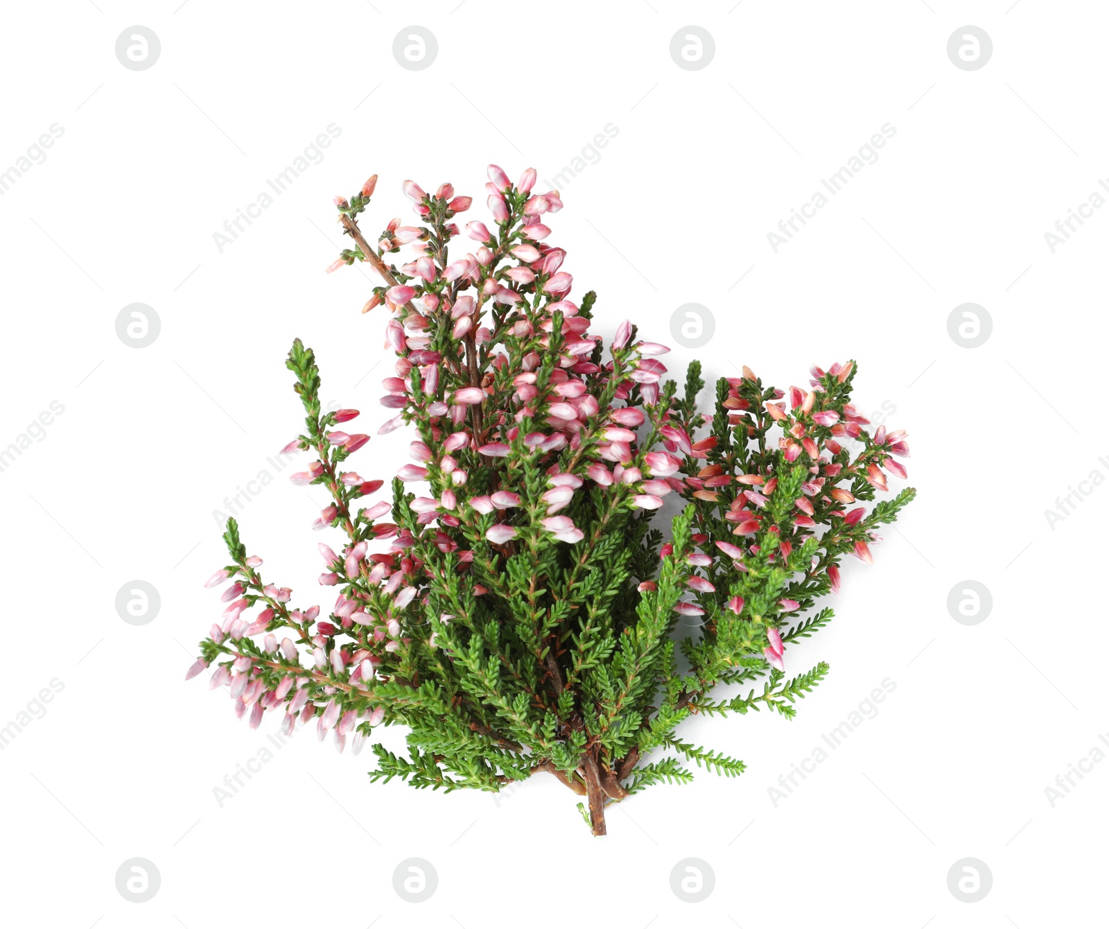 Photo of Branches of heather with beautiful flowers on white background, top view
