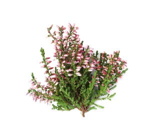 Branches of heather with beautiful flowers on white background, top view