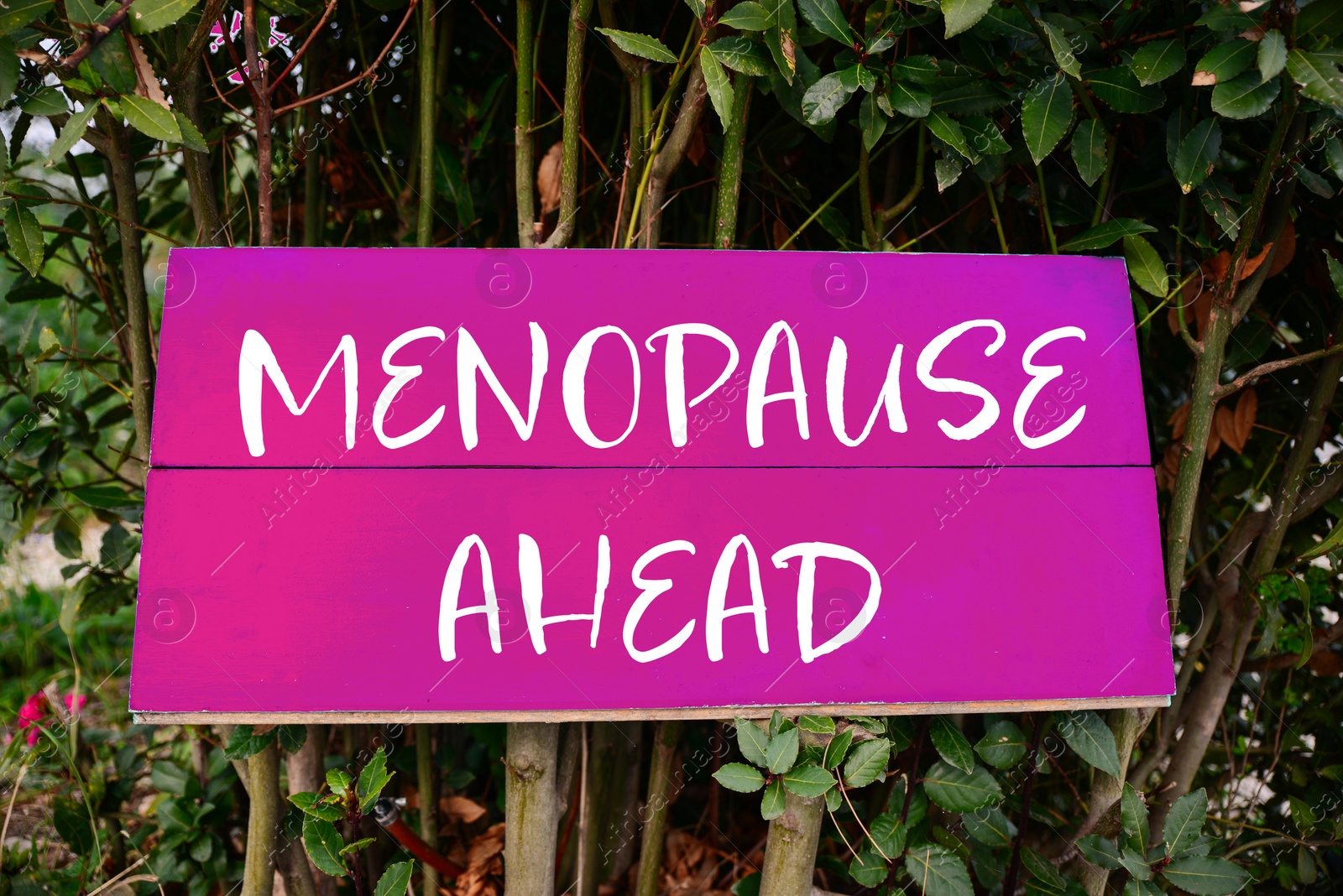 Image of Concept of impending climacteric. Green bush with sign MENOPAUSE AHEAD outdoors