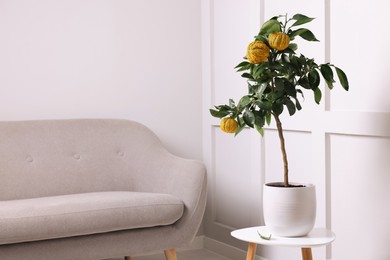 Photo of Idea for minimalist interior design. Small potted bergamot tree with fruits on table in living room