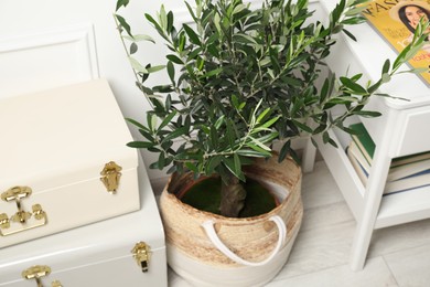 Beautiful young potted olive tree, suitcases and table with magazine indoors. Interior elements