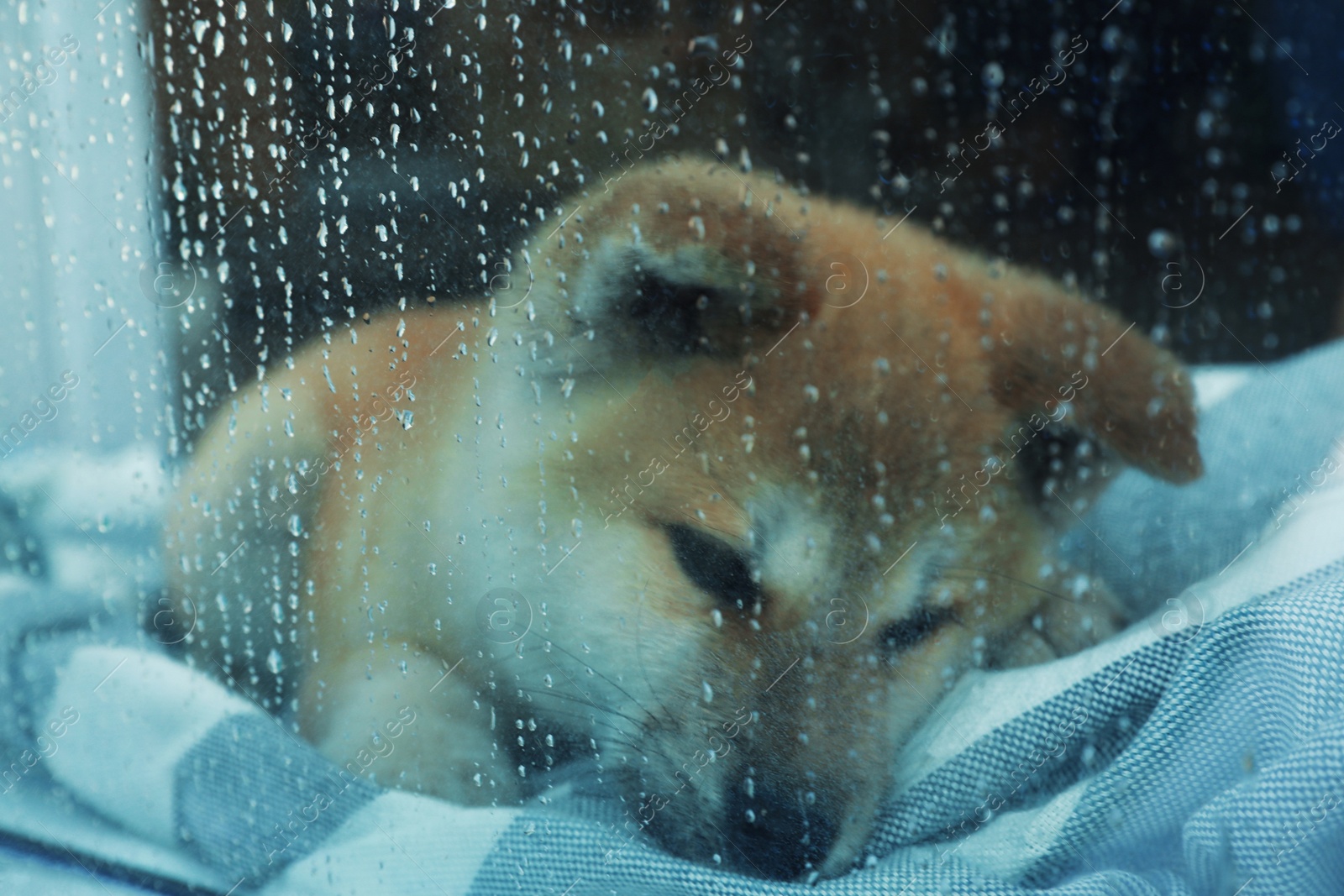 Photo of Cute little Akita Inu puppy waiting for owner at home on rainy day, view through wet window