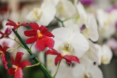 Photo of Beautiful blooming tropical orchid on blurred background, closeup. Space for text