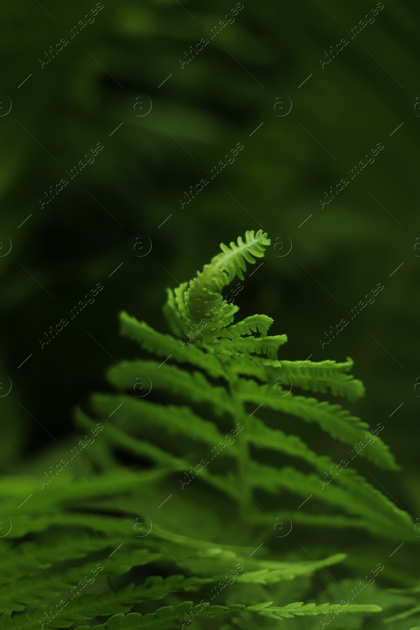 Photo of Beautiful unfolding fern leaf on blurred background, closeup view