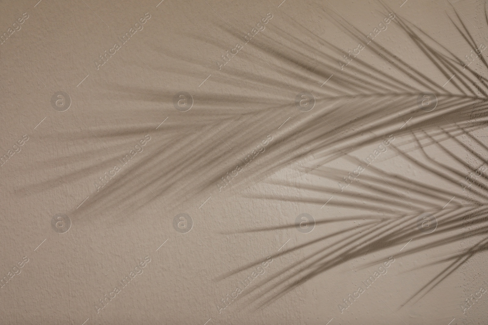Photo of Shadows of tropical palm branches on light wall