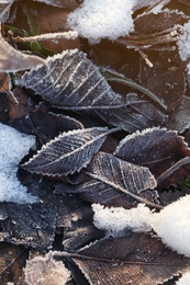 Photo of Dry leaves covered with hoarfrost outdoors on winter morning, closeup