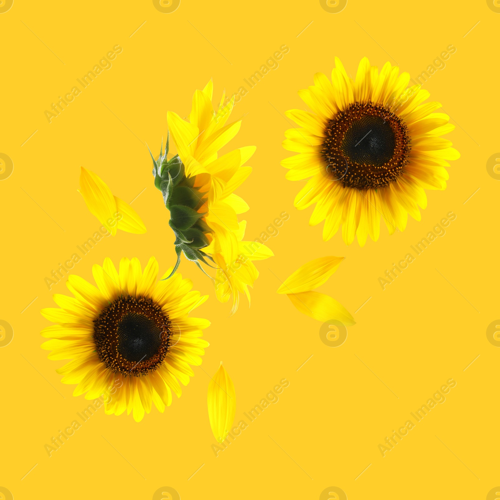 Image of Bright sunflowers in air on golden background