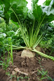 Photo of White beet plants with green leaves growing in field, closeup