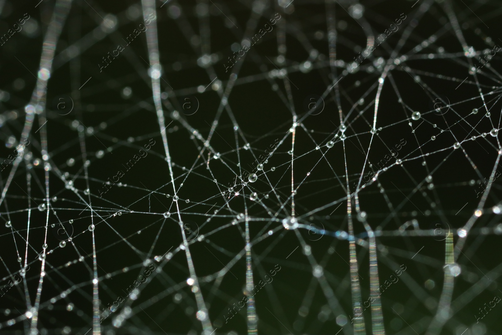 Photo of Cobweb with water drops on dark background. Macro photography