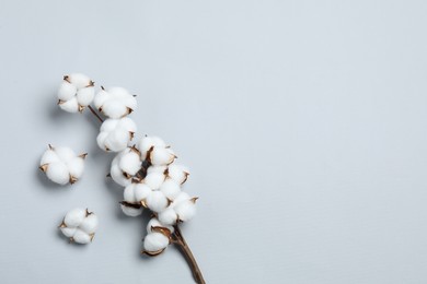 Photo of Beautiful cotton branch with fluffy flowers on light grey background, top view. Space for text