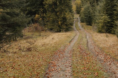 Beautiful view of pathway strewed with autumn leaves in forest