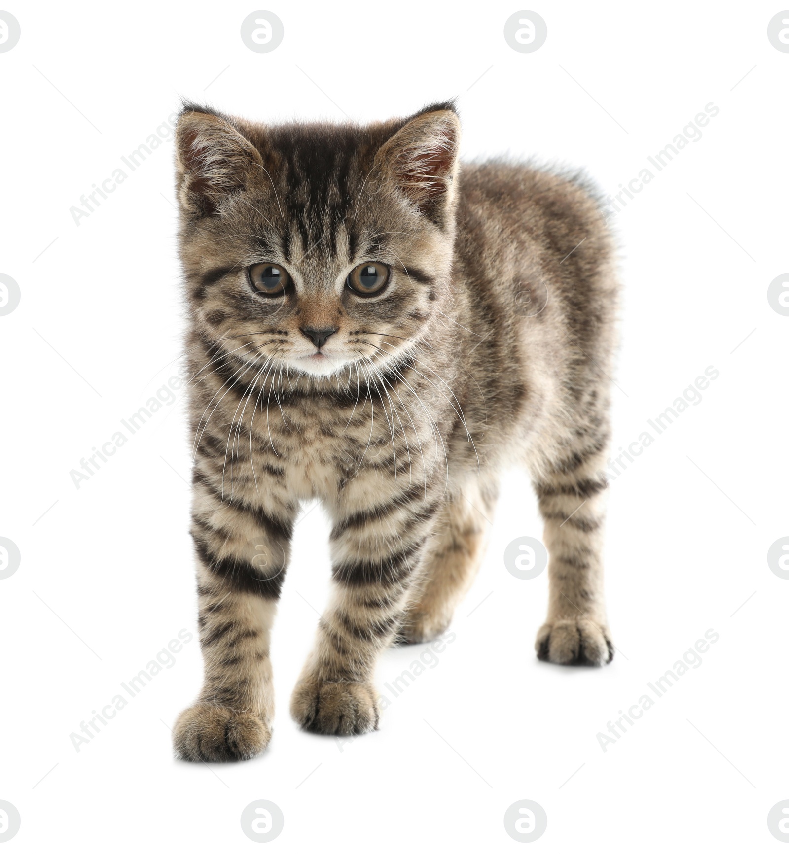 Photo of Cute tabby kitten on white background. Baby animal