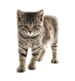 Photo of Cute tabby kitten on white background. Baby animal