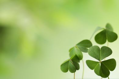 Photo of Clover leaves on blurred background, space for text. St. Patrick's Day symbol