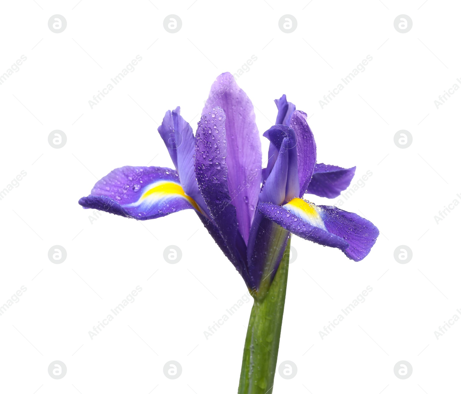 Photo of Beautiful violet iris flower with water drops isolated on white