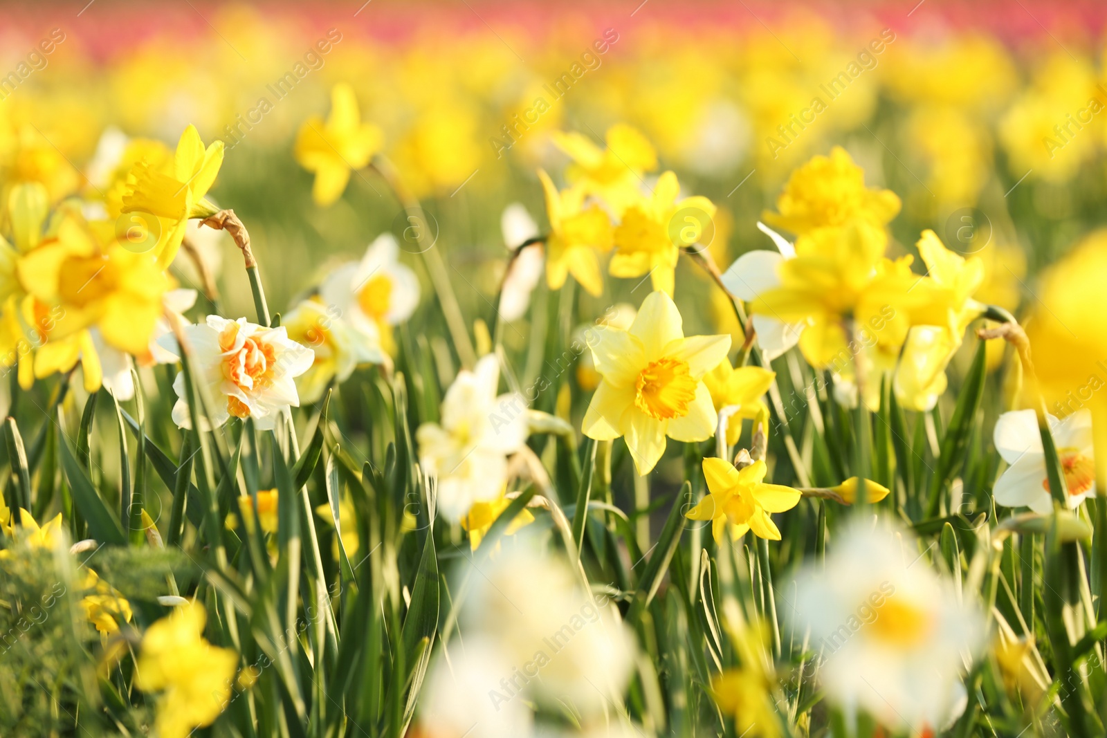 Photo of Field with fresh beautiful narcissus flowers on sunny day