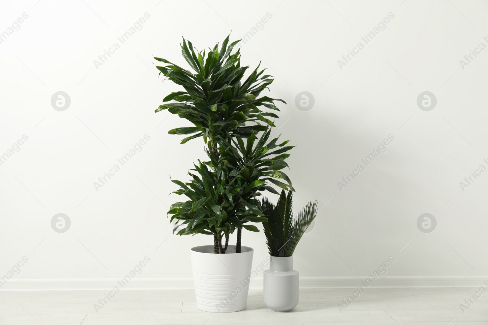 Photo of Tropical plants with lush leaves on floor near white wall