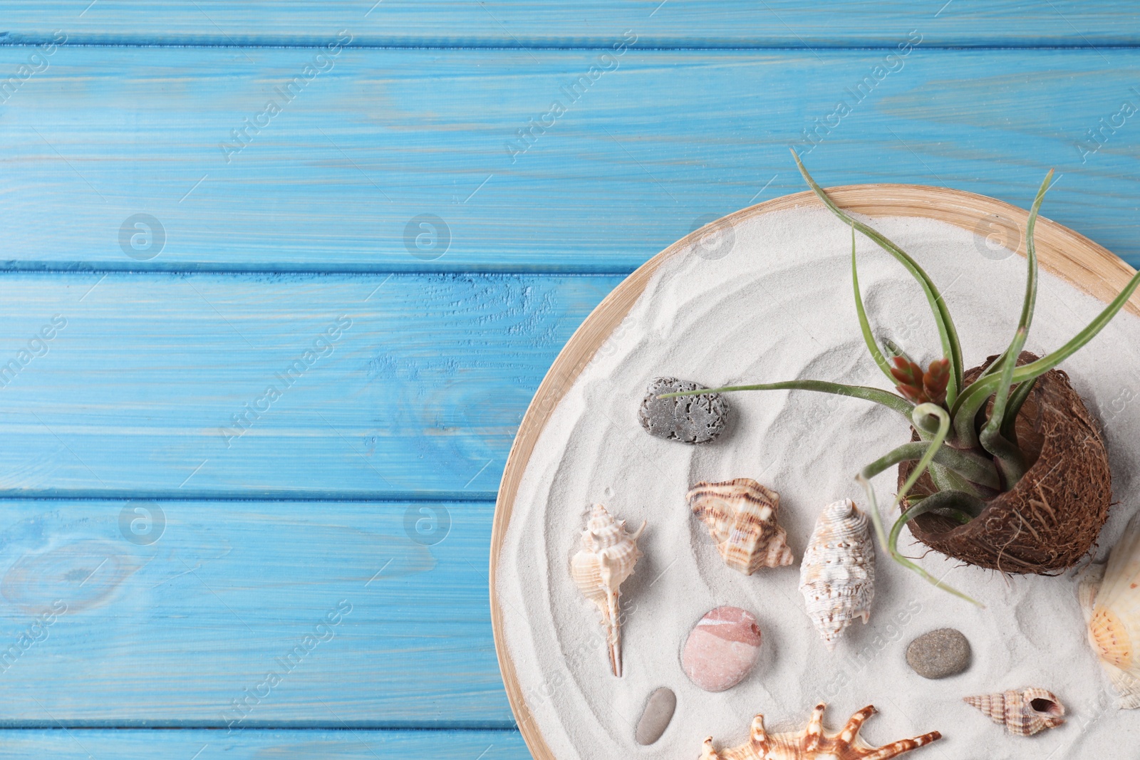 Photo of Top view of beautiful tillandsia plant and seashells on light blue wooden table, space for text. House decor