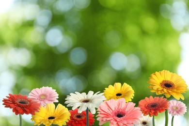 Image of Beautiful colorful gerbera flowers outdoors on sunny day, bokeh effect