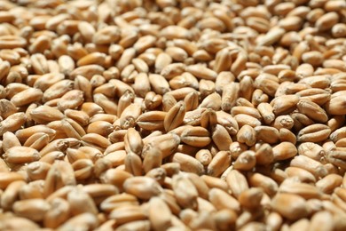 Many wheat grains as background, closeup view