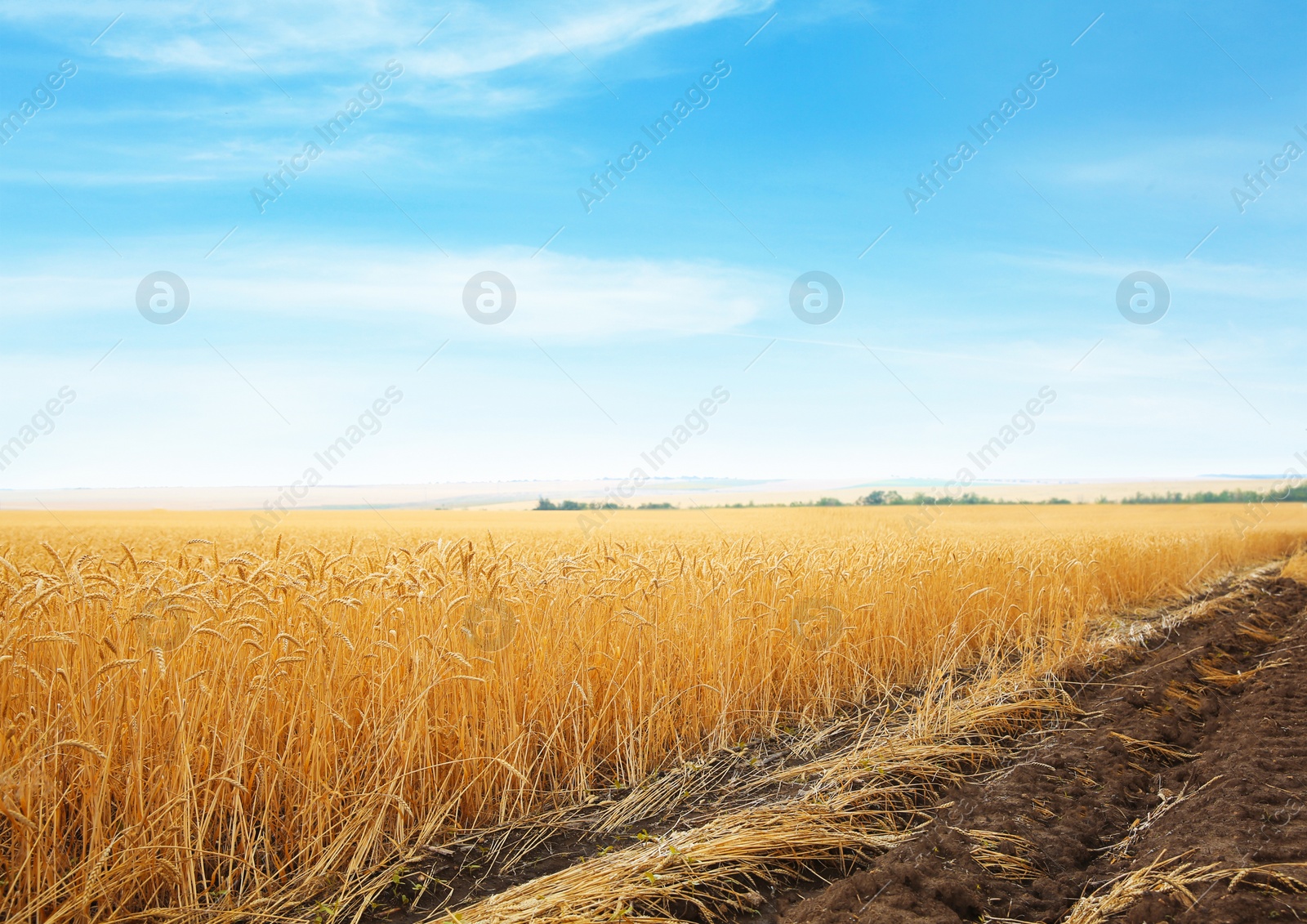 Photo of Wheat grain field on sunny day. Cereal farming