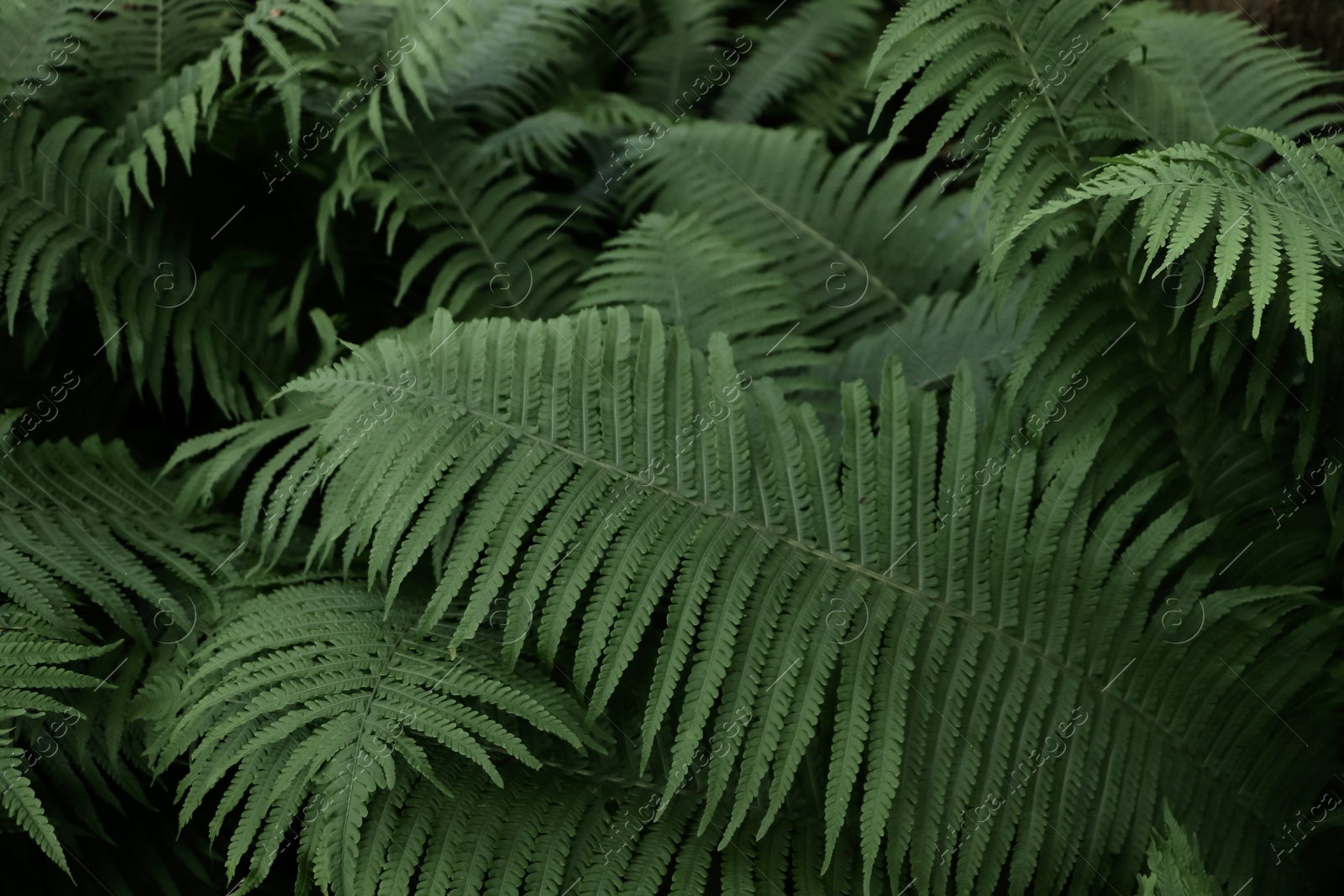 Photo of Beautiful fern with lush green leaves growing outdoors, closeup