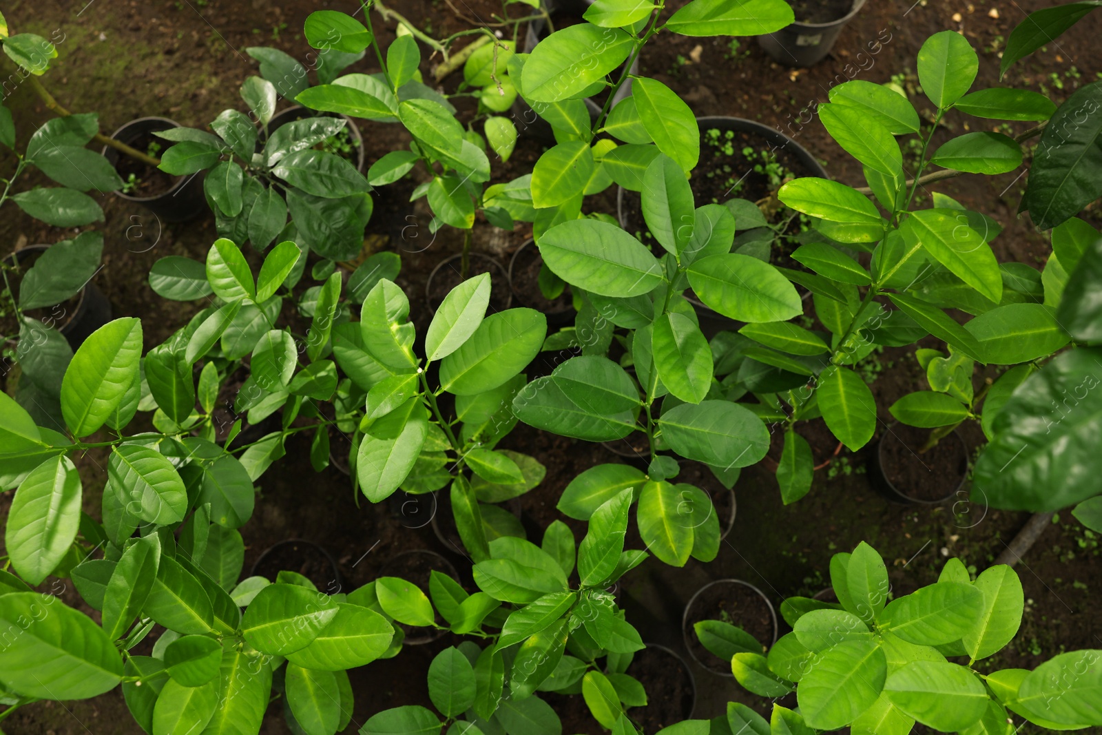 Photo of Many different beautiful potted plants in greenhouse, top view