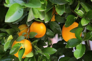 Photo of Oranges among green leaves on tree outdoors, closeup
